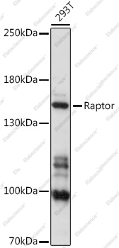 Вестерн-блоттинг, Raptor, клетки 293T