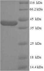 SDS-PAGE