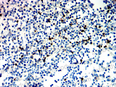 Валидация AntibodySystem RHE72502