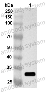 Валидация AntibodySystem PHA70401