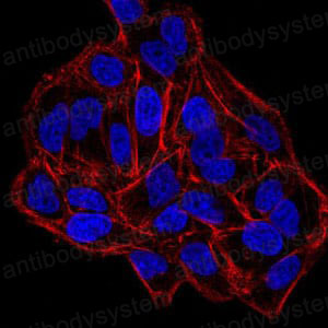 Валидация IF - AntibodySystem RHJ72201 (1445)