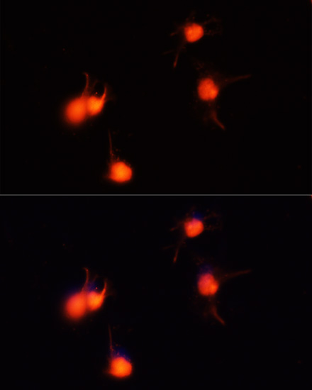 Валидация Elabscience E-AB-63470
