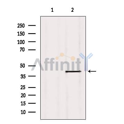 Валидация Affinity DF10106 - 5608