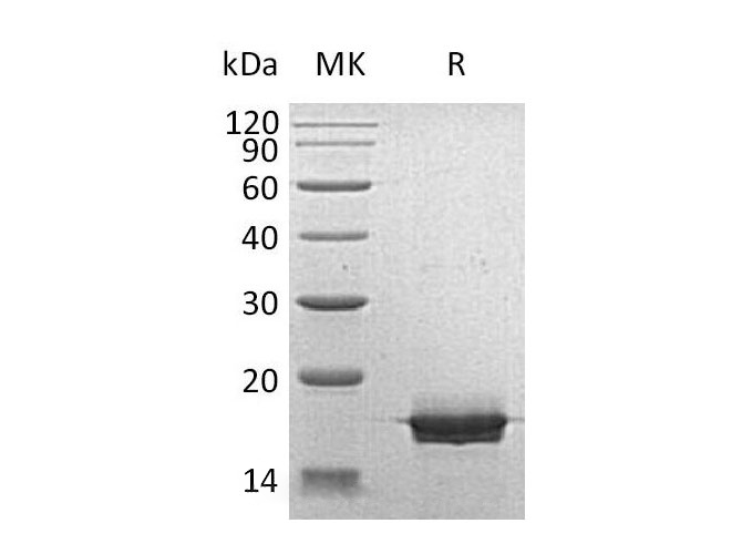 Валидация Elabscience PKSH032768(3192)