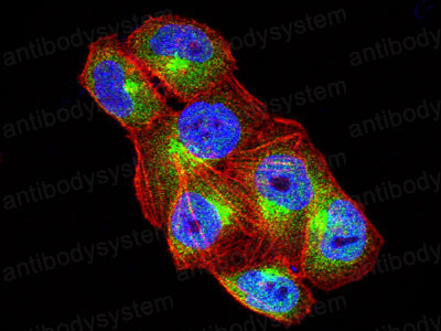 Валидация IF - AntibodySystem RHE05805