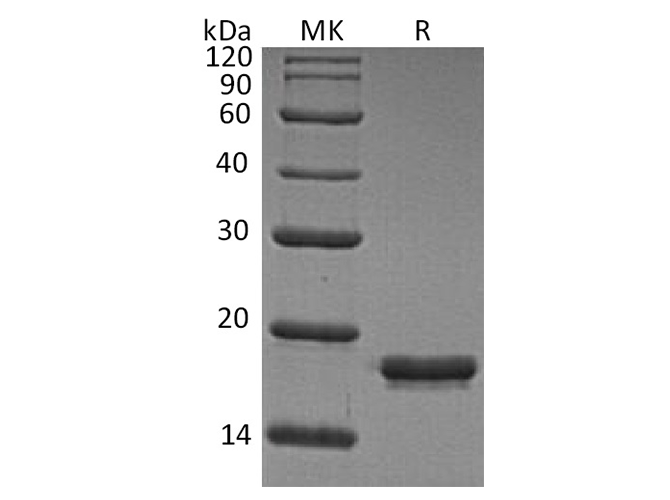 Валидация Elabscience PKSH033542(3842)