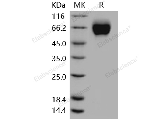 Валидация Elabscience PKSM040867(4823)