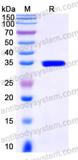 EHC24202, SDS-PAGE
