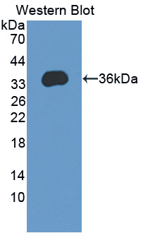 48708