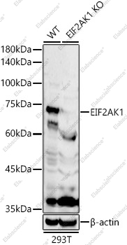 Вестерн-блоттинг, EIF2AK1, клетки 293T