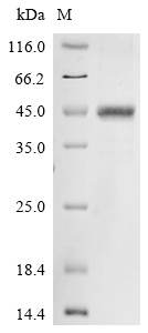 SDS-PAGE