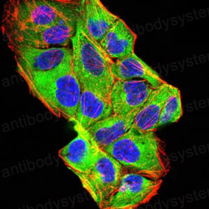 Валидация IF - AntibodySystem RHC94204 (464)