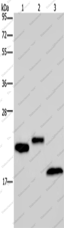 Вестерн-блоттинг, EPPIN, клетки NIH/3T3, ткань яичка человека и жировая ткань мыши