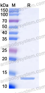 YHB83001, SDS-PAGE