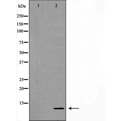 Валидация Affinity DF7368 - 19090