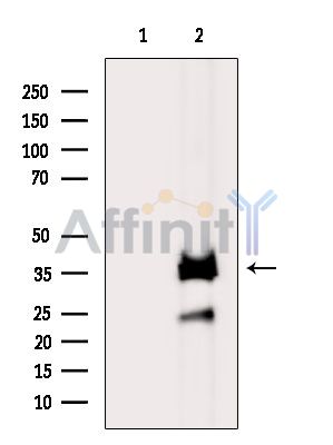 Валидация Affinity DF13881 - 9609