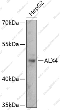 Вестерн-блоттинг, ALX4, клетки HepG2