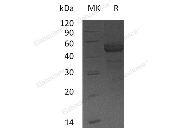 Валидация Elabscience PKSH033100(3463)