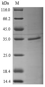 SDS-PAGE