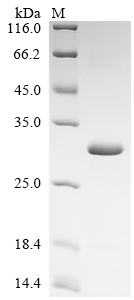 SDS-PAGE