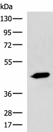 Валидация Elabscience E-AB-52179