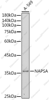 Вестерн-блоттинг, NAPSA, клетки A-549