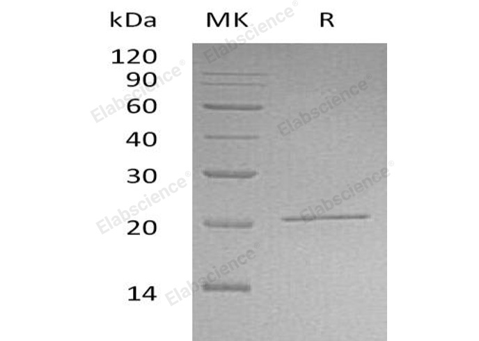 Валидация Elabscience PKSH032811(3228)