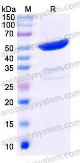 YHC93302, SDS-PAGE