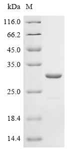 SDS-PAGE