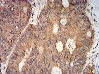 Валидация AntibodySystem RVV44701 (4208)