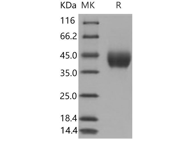 Валидация Elabscience PKSM040626(4611)