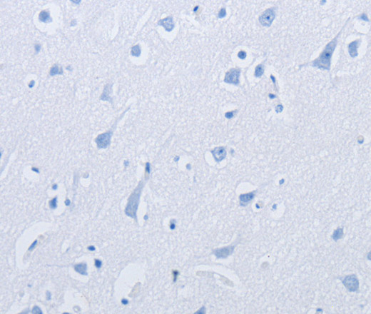 Валидация Elabscience E-AB-16541