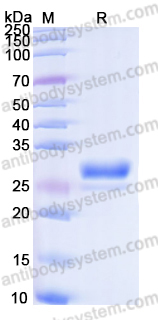 YHN95401, SDS-PAGE
