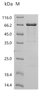 SDS-PAGE