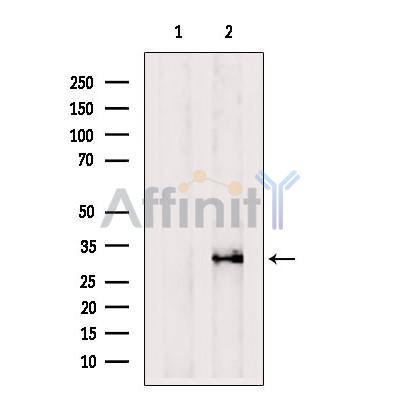 Валидация Affinity AF5222 - 2692