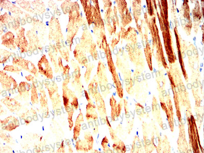 Валидация AntibodySystem RHG56101 (2987)