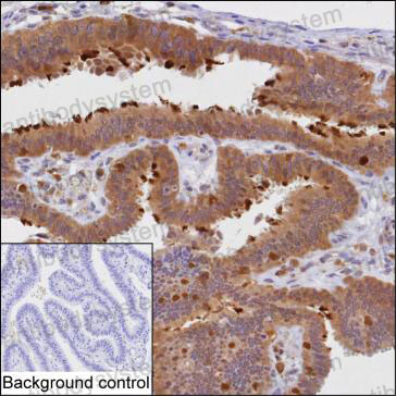 Валидация AntibodySystem RHG05507