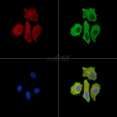 Валидация Affinity DF15503 - 11880