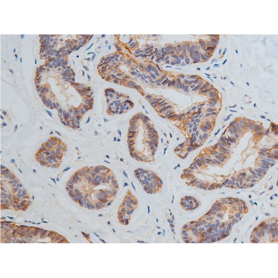 Валидация Affinity AF6281 - 3536