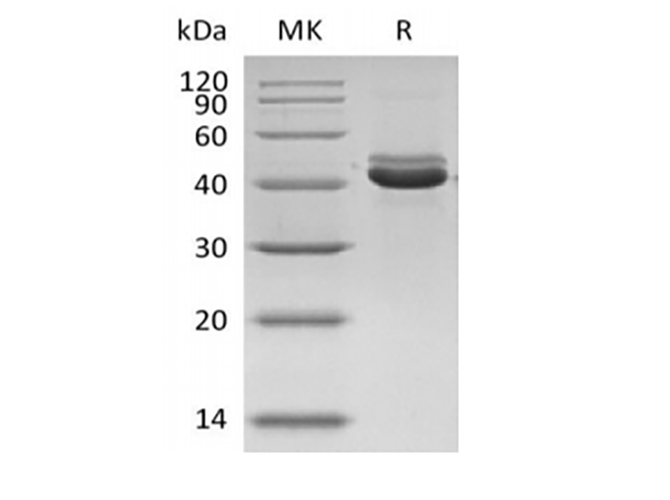 Валидация Elabscience PDMH100080(791)