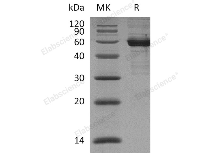 Валидация Elabscience PKSH033849(4084)