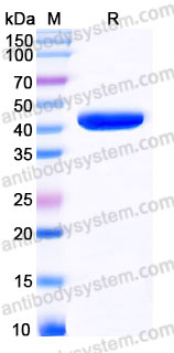 AHD80802, SDS-PAGE