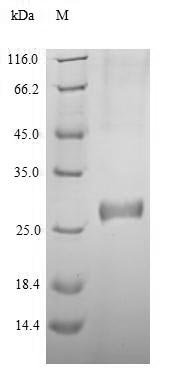 SDS-PAGE