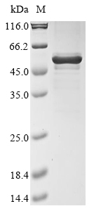SDS-PAGE