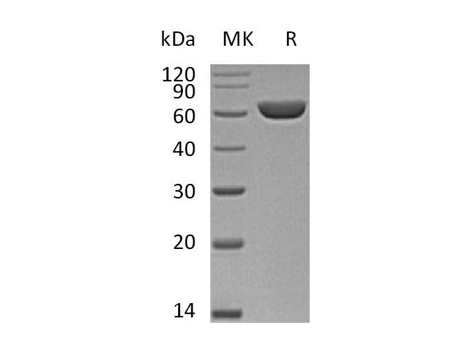 Валидация Elabscience PKSM040975(4913)
