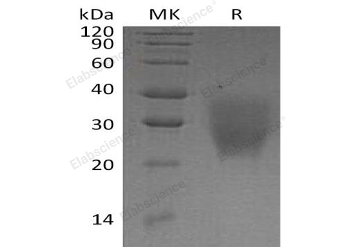 Валидация Elabscience PKSH032691(3122)