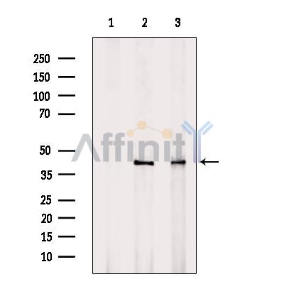 Валидация Affinity DF6291 - 17603
