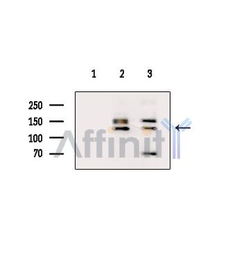 Валидация Affinity DF9856 - 22774