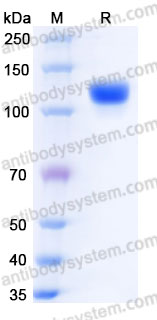 EHF18601, SDS-PAGE