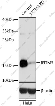 Вестерн-блоттинг, IFITM3, клетки HeLa